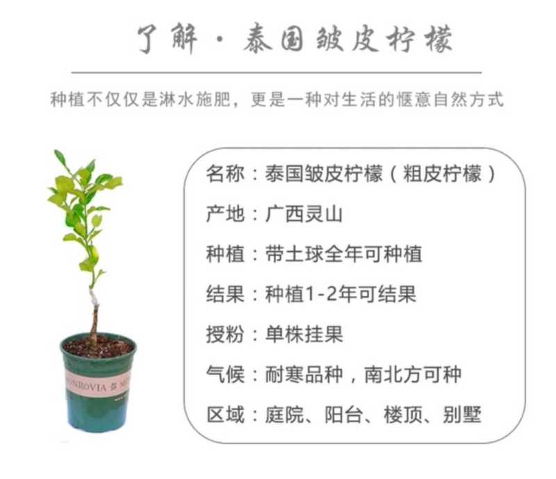 泰国粗皮柠檬丑柠檬苗叶子8字形状可作为煲汤食材适合南北方