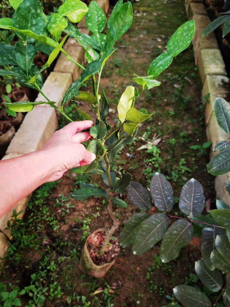 泰国粗皮柠檬丑柠檬苗叶子8字形状可作为煲汤食材适合南北方