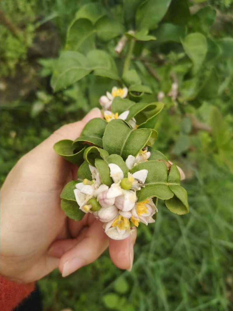 泰国粗皮柠檬丑柠檬苗叶子8字形状可作为煲汤食材适合南北方