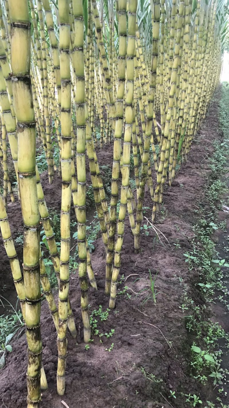 甘蔗苗3~4牙货新鲜质量保证