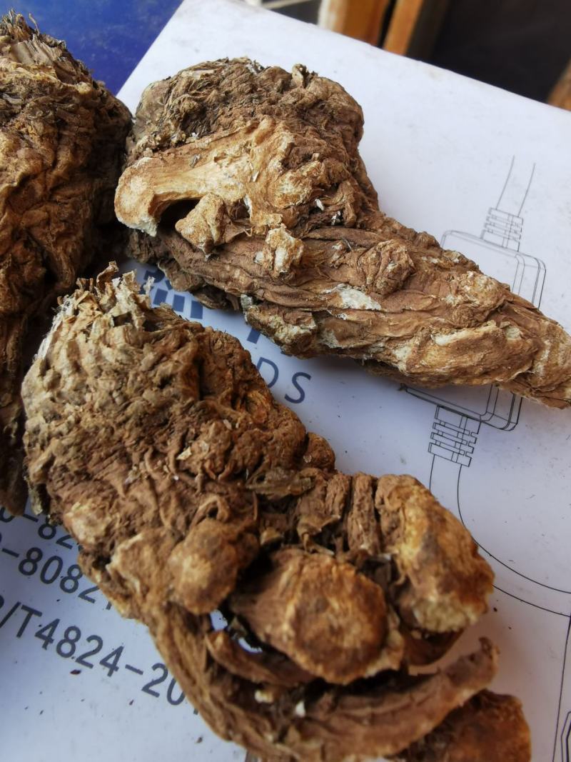 甘肃无硫当归头，大量供货，产地直供，油脂高，品质好，量大