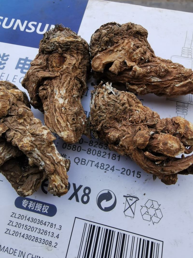 甘肃无硫当归头，大量供货，产地直供，油脂高，品质好，量大