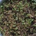 出售刺嫩芽种子（刺老包种子），品质无忧，放心购买
