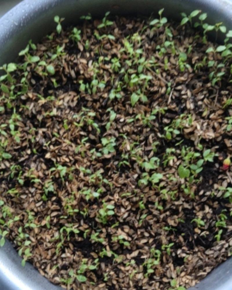 出售刺嫩芽种子（刺老包种子），品质无忧，放心购买