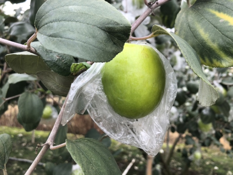 贵妃枣，新鲜上市，接团购，一件代发，量大的价格可以谈