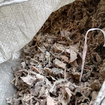 寻骨风片野生：零售批发一手货源品质保证欢迎合作