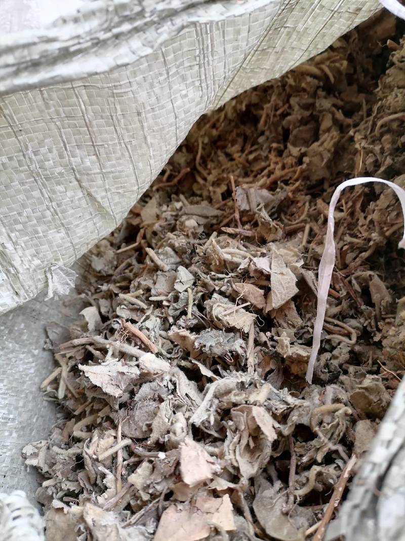寻骨风片野生：零售批发一手货源品质保证欢迎合作