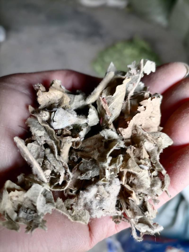 寻骨风片野生：零售批发一手货源品质保证欢迎合作