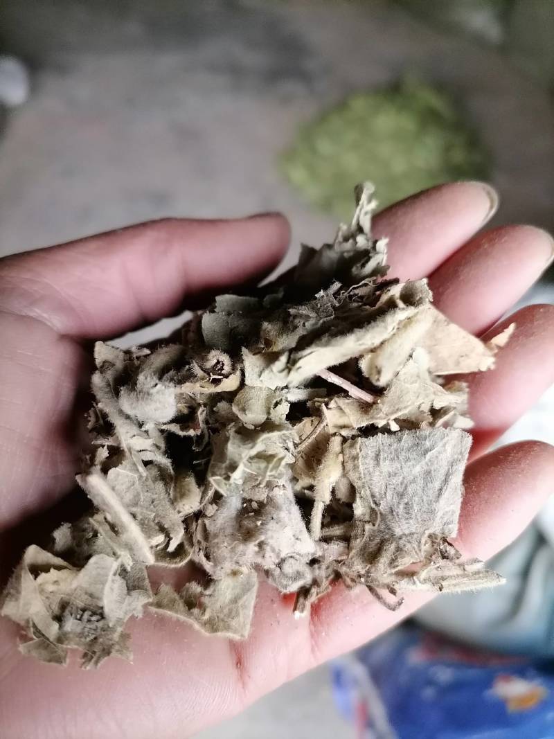 寻骨风片野生：零售批发一手货源品质保证欢迎合作