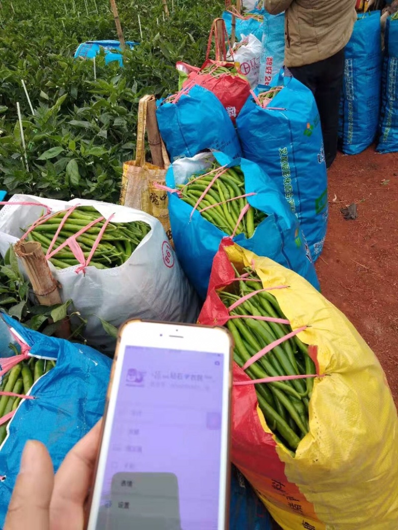 螺丝椒，线椒，四号椒，八号椒，新鲜，当天采摘发车