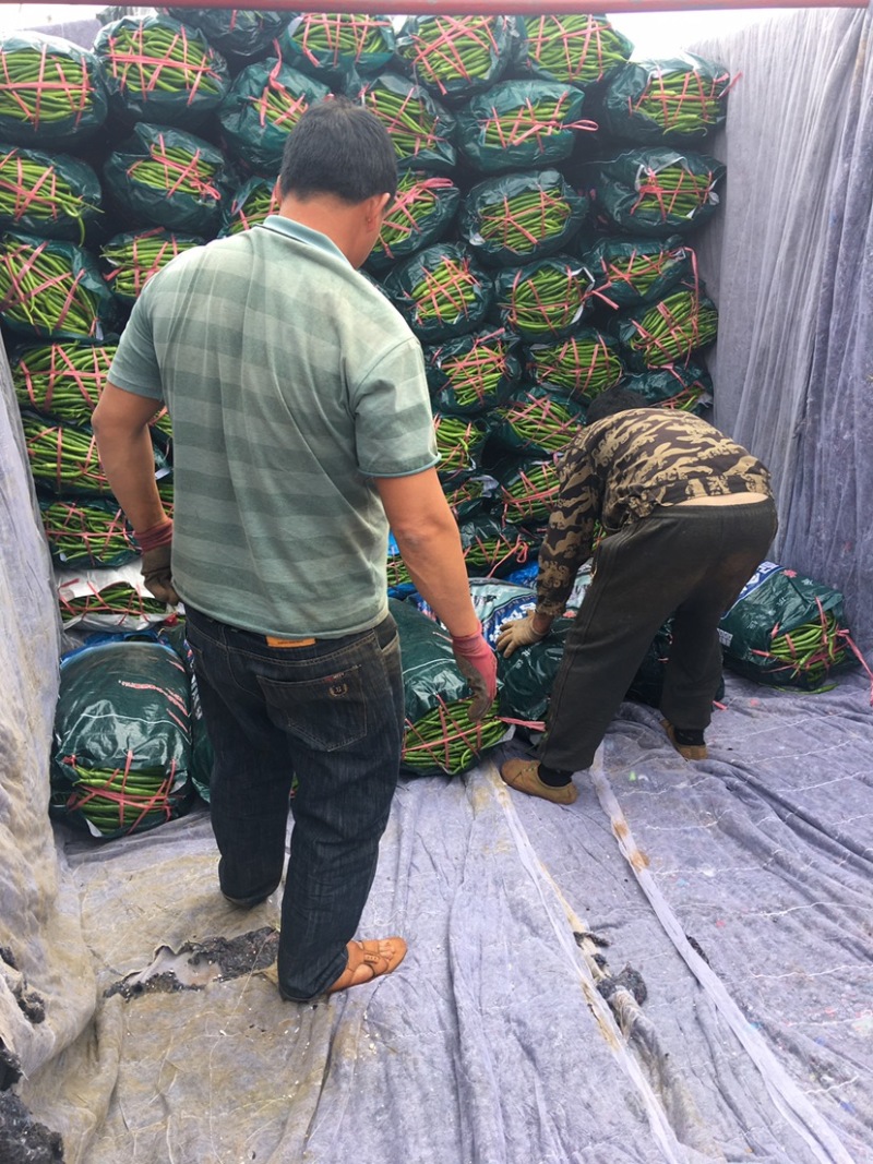 螺丝椒，线椒，四号椒，八号椒，新鲜，当天采摘发车
