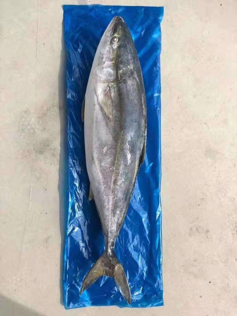 黄金鲅鱼，深海鱼，（冻货）一条12斤到20斤左右
