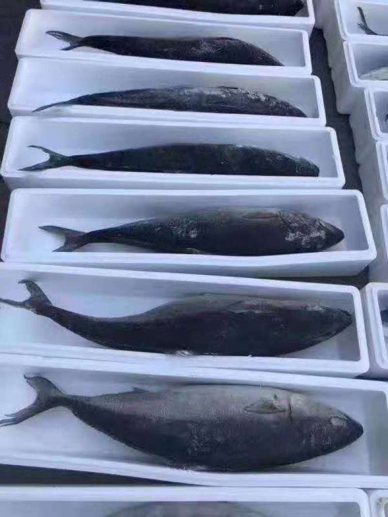 黄金鲅鱼，深海鱼，（冻货）一条12斤到20斤左右
