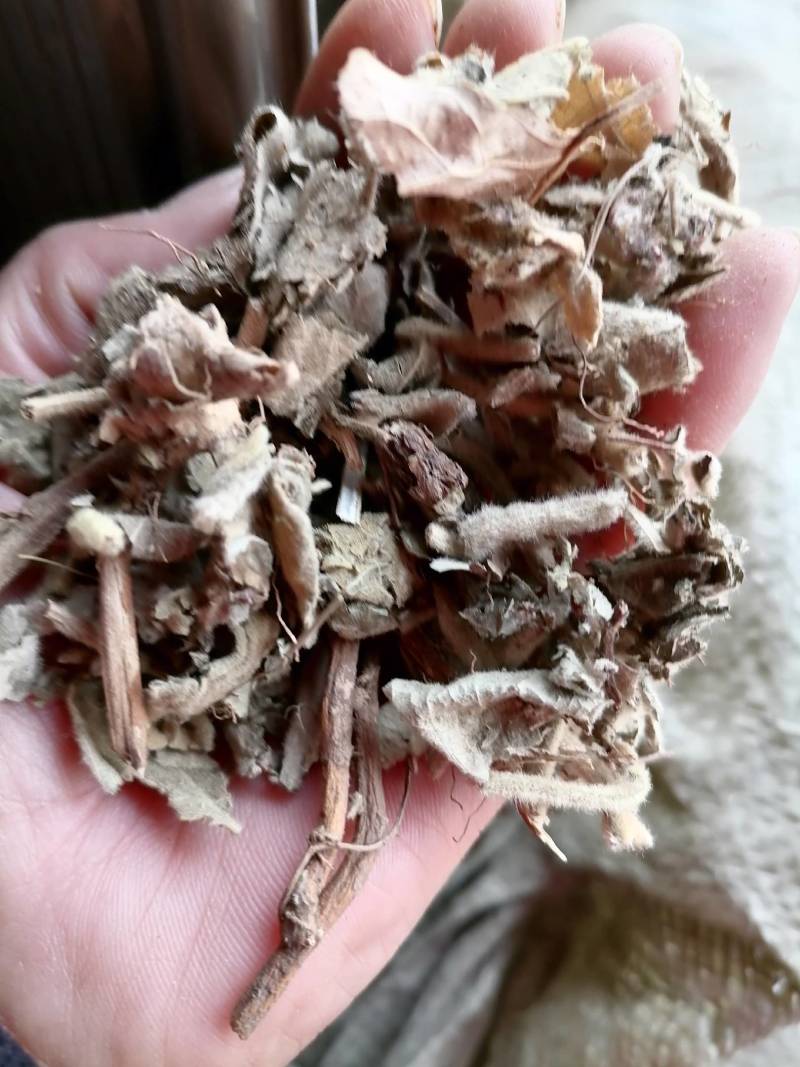 寻骨风片野生：零售批发一手货源品质保证欢迎合作