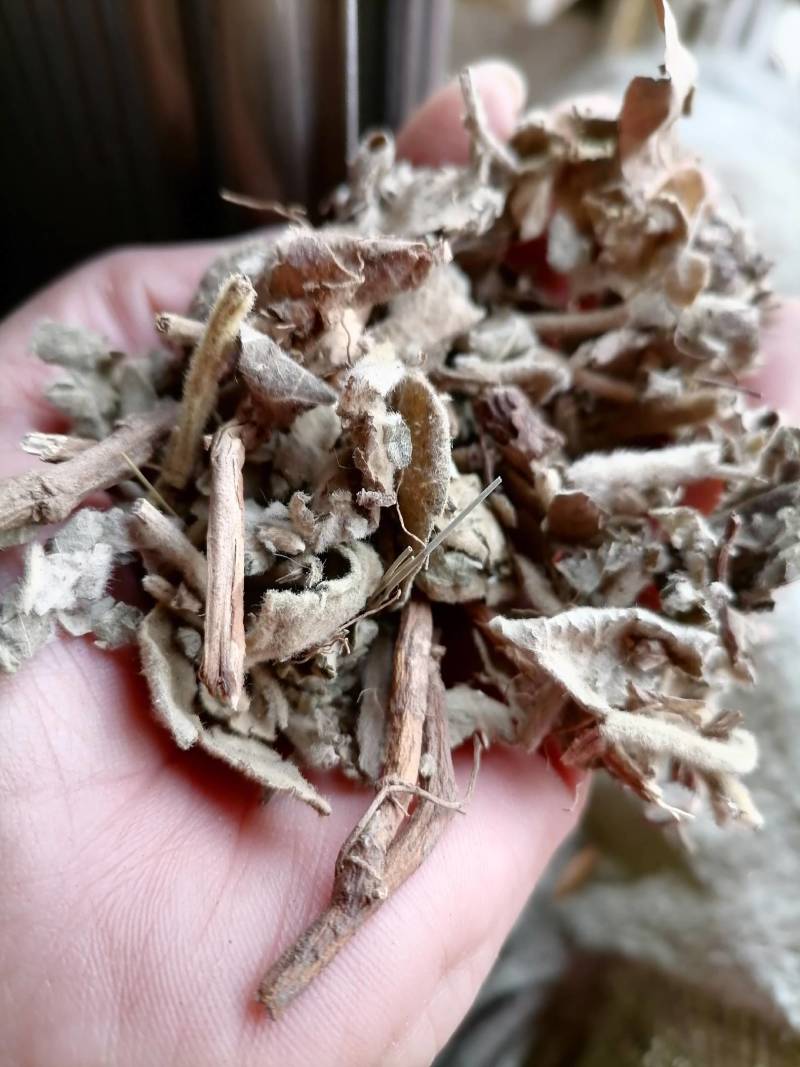 寻骨风片野生：零售批发一手货源品质保证欢迎合作