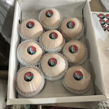 莱西南水梨口感好脆甜原料量大全国发货对接商超档口