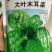 大叶木耳菜种籽高产耐寒耐抽苔木耳菜种500克
