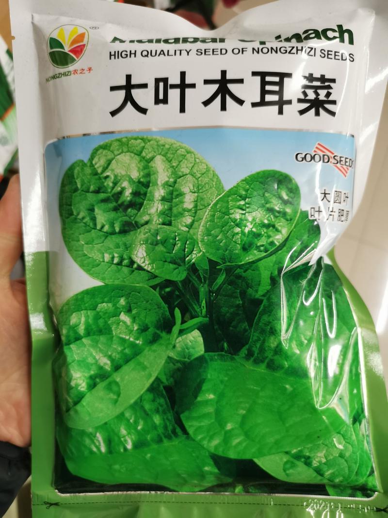 大叶木耳菜种籽高产耐寒耐抽苔木耳菜种500克