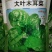 大叶木耳菜种籽高产耐寒耐抽苔木耳菜种500克