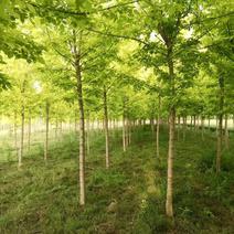 金叶复叶槭，产地直销量大从优品种齐全包成活包技术