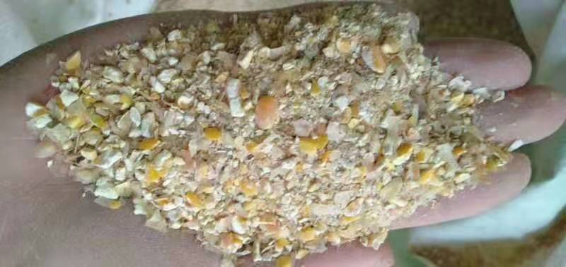 厂家直销批发烘干碎玉米无土无沙饲料原料鸡鸭鹅