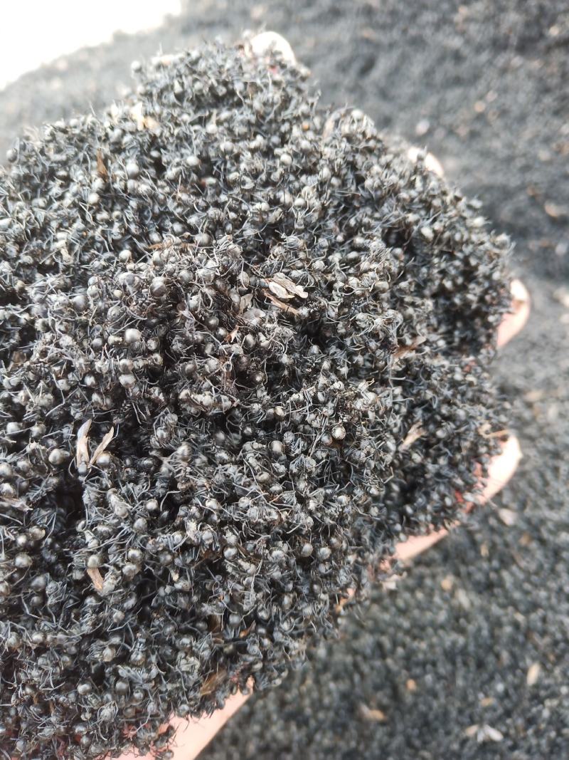 大山里的野生黑蚂蚁，货量充足，无杂质，干度好额，