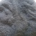 大山里的野生黑蚂蚁，货量充足，无杂质，干度好额，