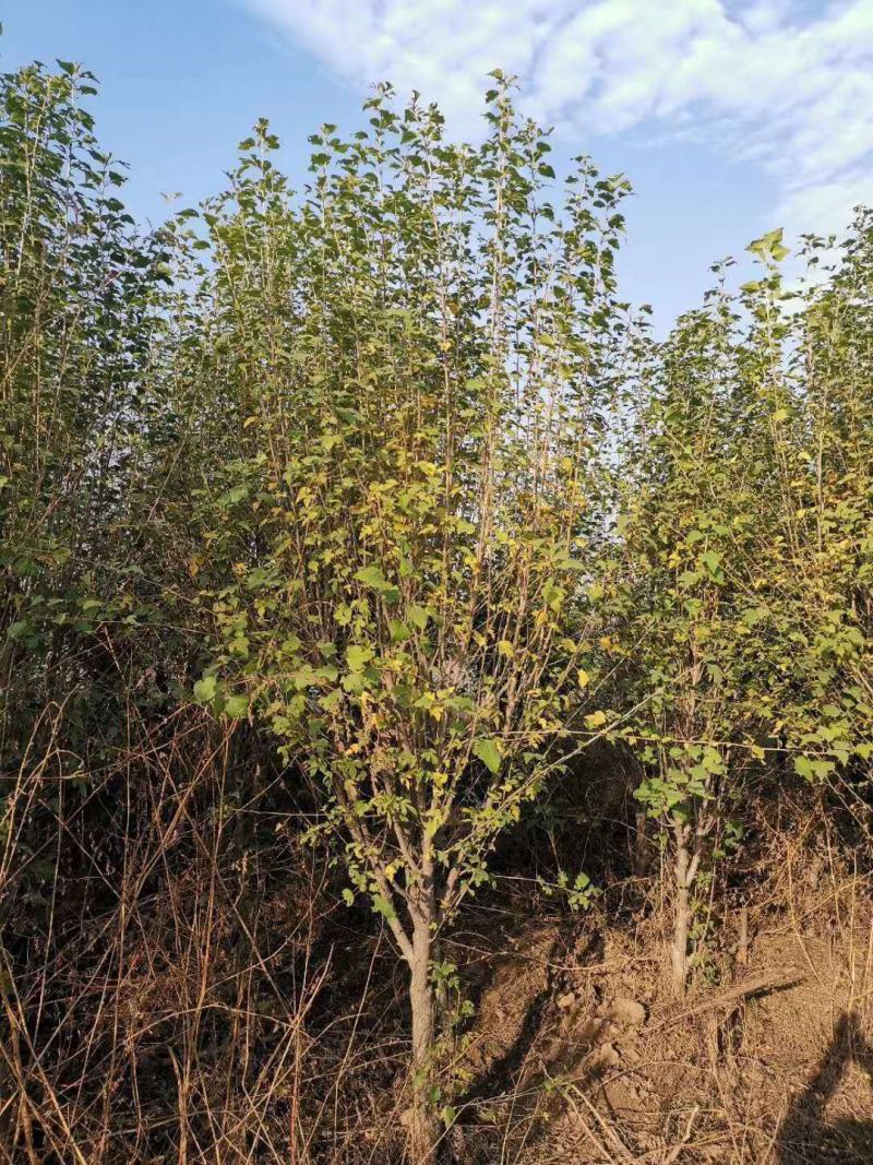 木槿，产地直销品种齐全量大从优包成活包技术