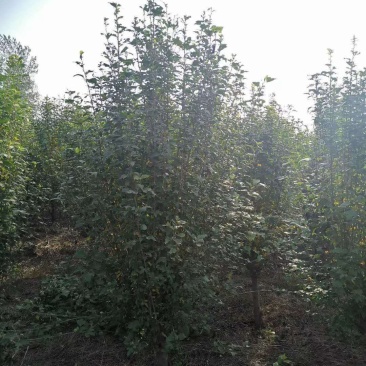 木槿，产地直销品种齐全量大从优包成活包技术