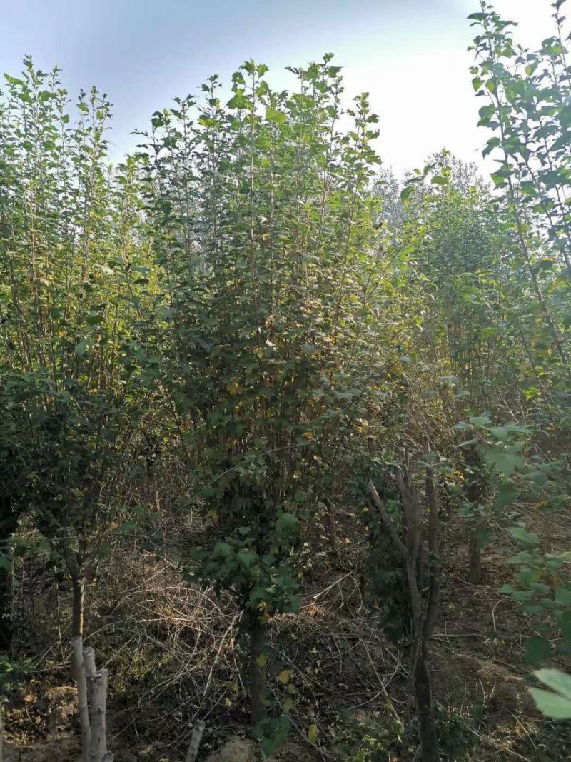 木槿，产地直销品种齐全量大从优包成活包技术