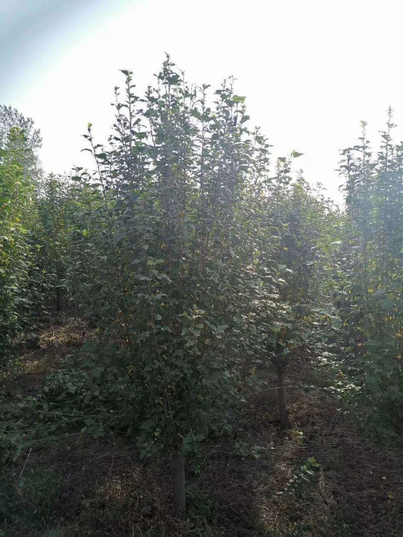 木槿，产地直销品种齐全量大从优包成活包技术