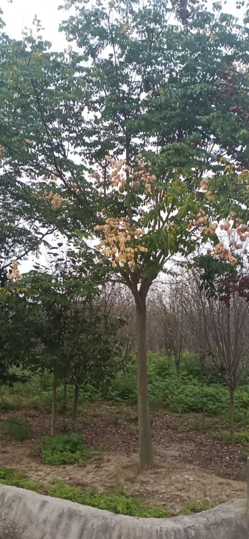 栾树，产地直销量大从优品种齐全包成活包技术