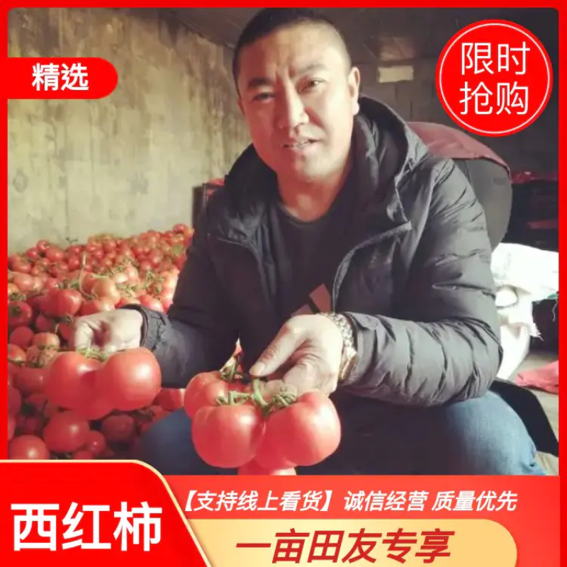 【电商推荐】西红柿货源充足供应【价格美丽】欢迎咨询看货