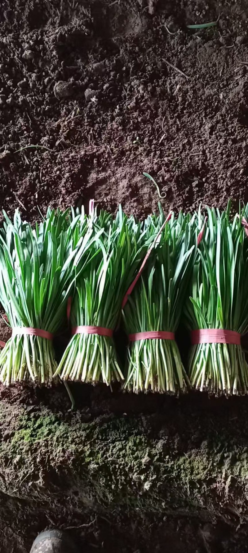 【荐】精品凌海万亩韭菜基地大量上市嘉兴汉中韭菜铁托头刀韭菜
