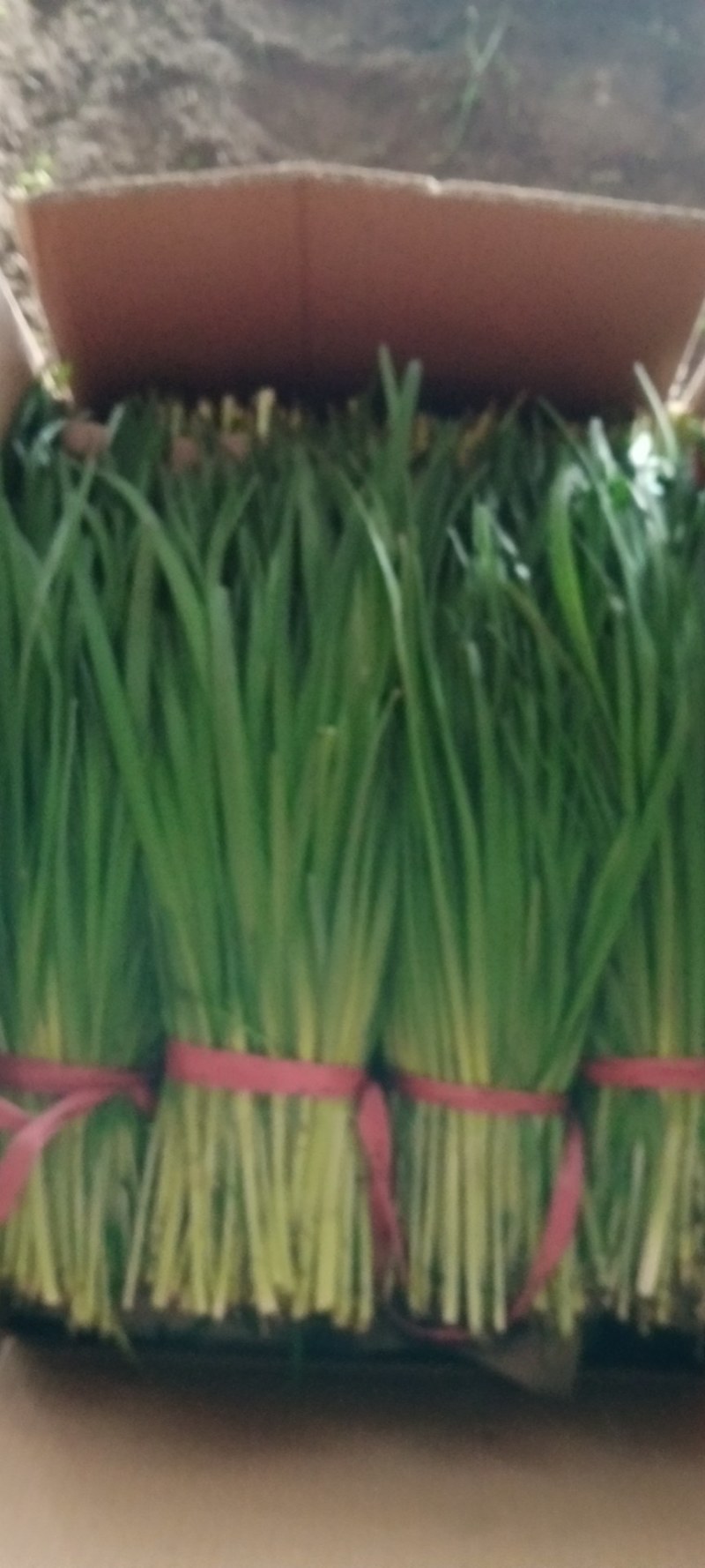 【荐】精品凌海万亩韭菜基地大量上市嘉兴汉中韭菜铁托头刀韭菜