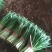 【荐】精品凌海万亩韭菜基地大量上市嘉兴汉中韭菜铁托头刀韭菜