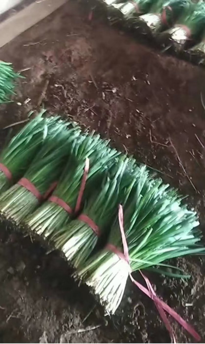 【荐】精品凌海万亩韭菜基地大量上市嘉兴汉中韭菜铁托头刀韭菜