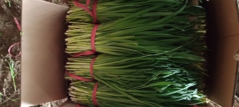 【荐】精品凌海万亩韭菜基地大量上市嘉兴汉中韭菜铁托头刀韭菜