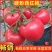山东费县精品硬粉西红柿大量上市中全国代发，诚信经营！