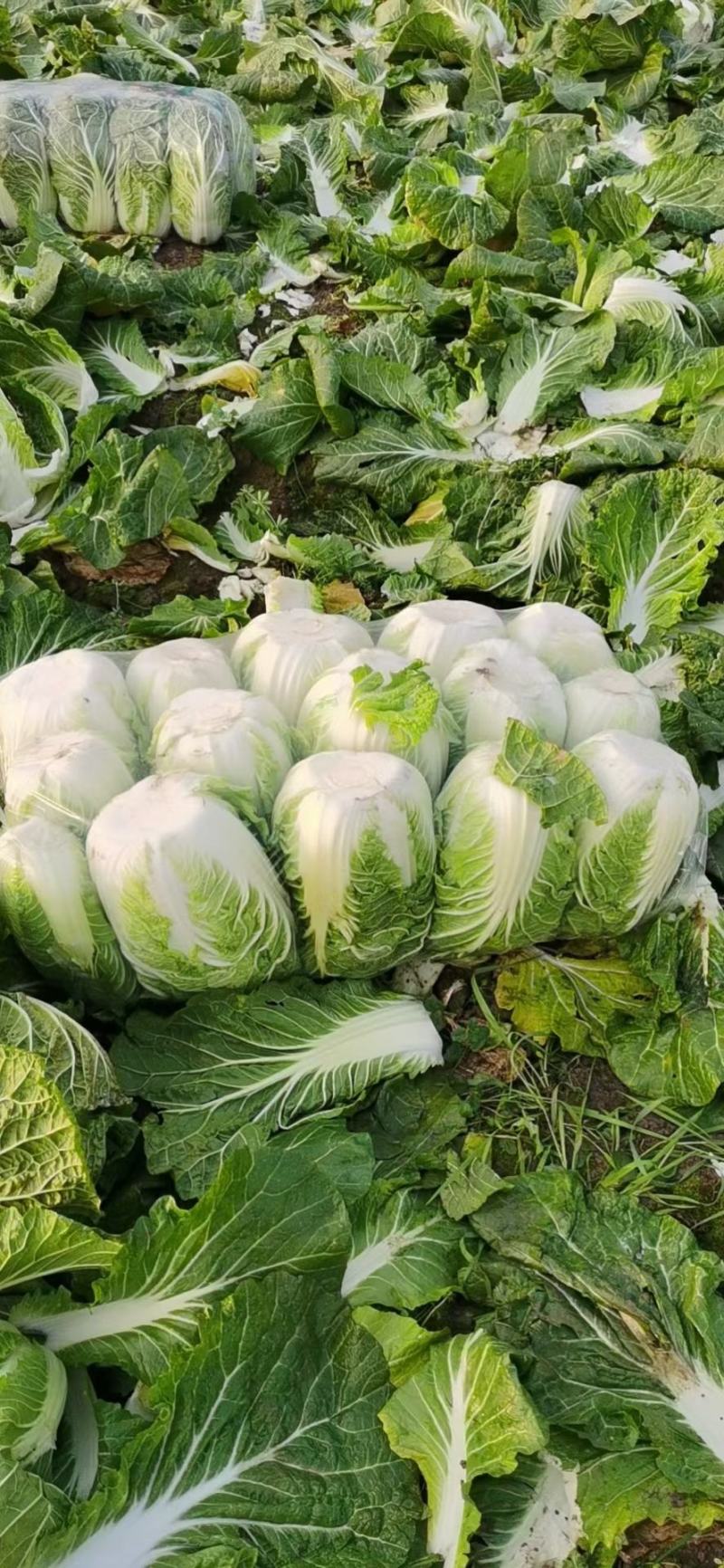 【荐】湖北产地直供，白菜，黄心大白菜，中颗，量大从优，