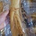 精选8年优质人参6~7两[送礼自用佳品]大量批发