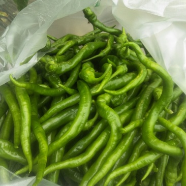 江西宁都精品富洒辣椒。