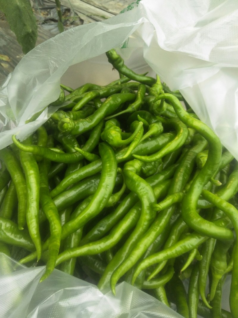 江西宁都精品富洒辣椒。