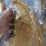 精选8年优质人参6~7两[送礼自用佳品]大量批发