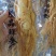 精选8年优质人参6~7两[送礼自用佳品]大量批发