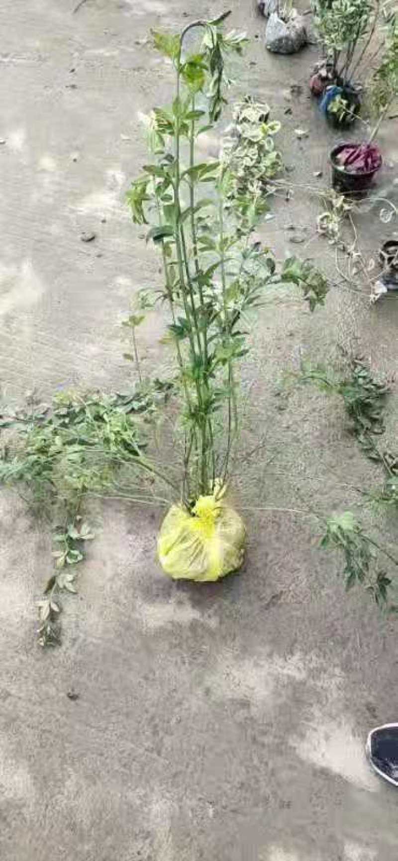 迎春花，产地直销量大从优品种齐全包成活包技术
