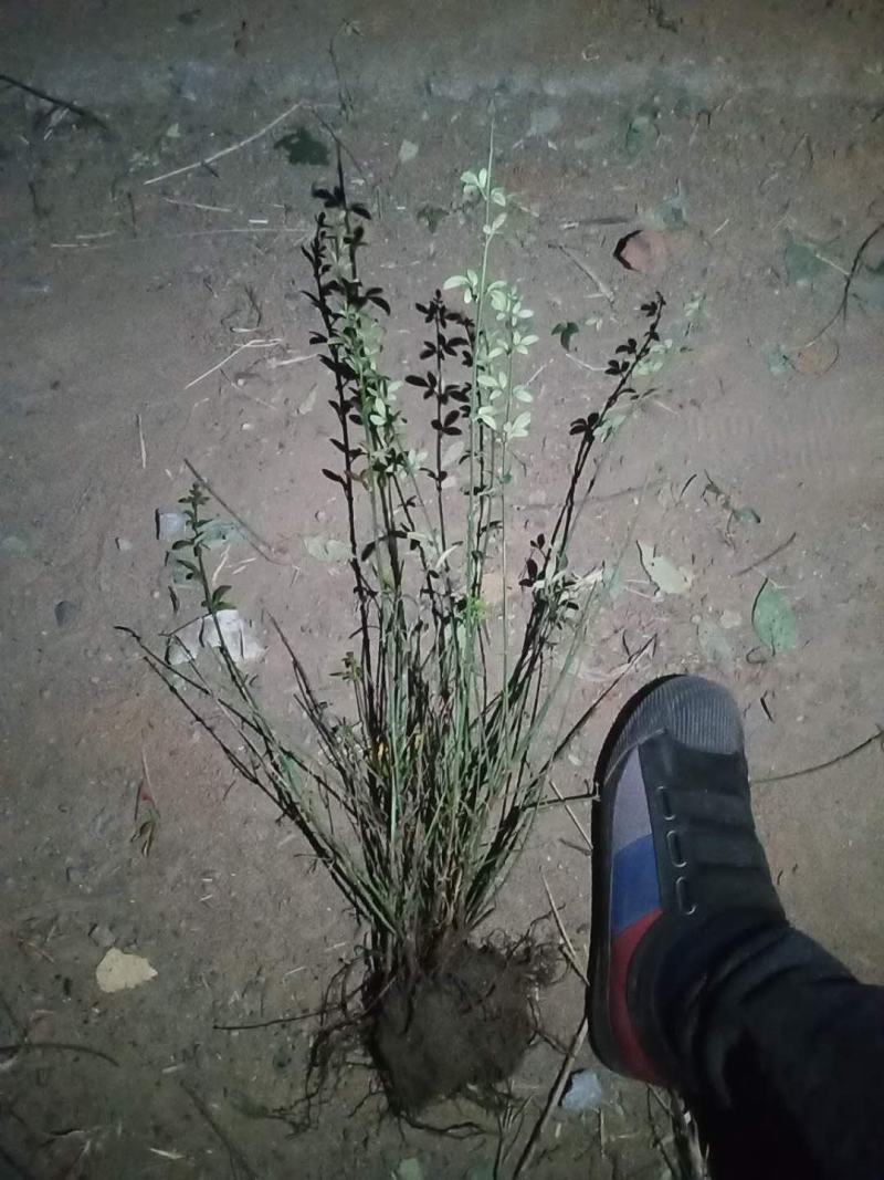 迎春花，产地直销量大从优品种齐全包成活包技术