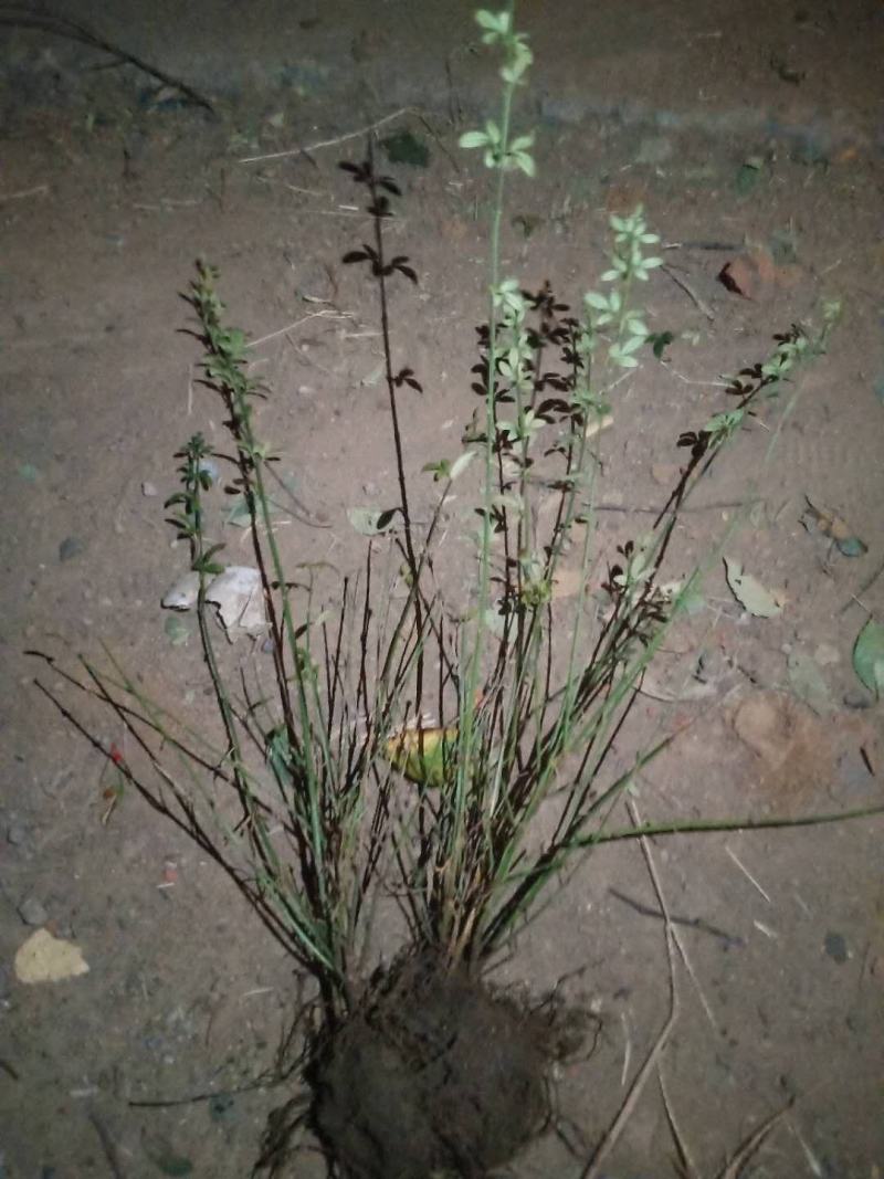 迎春花，产地直销量大从优品种齐全包成活包技术