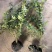 迎春花，产地直销量大从优品种齐全包成活包技术