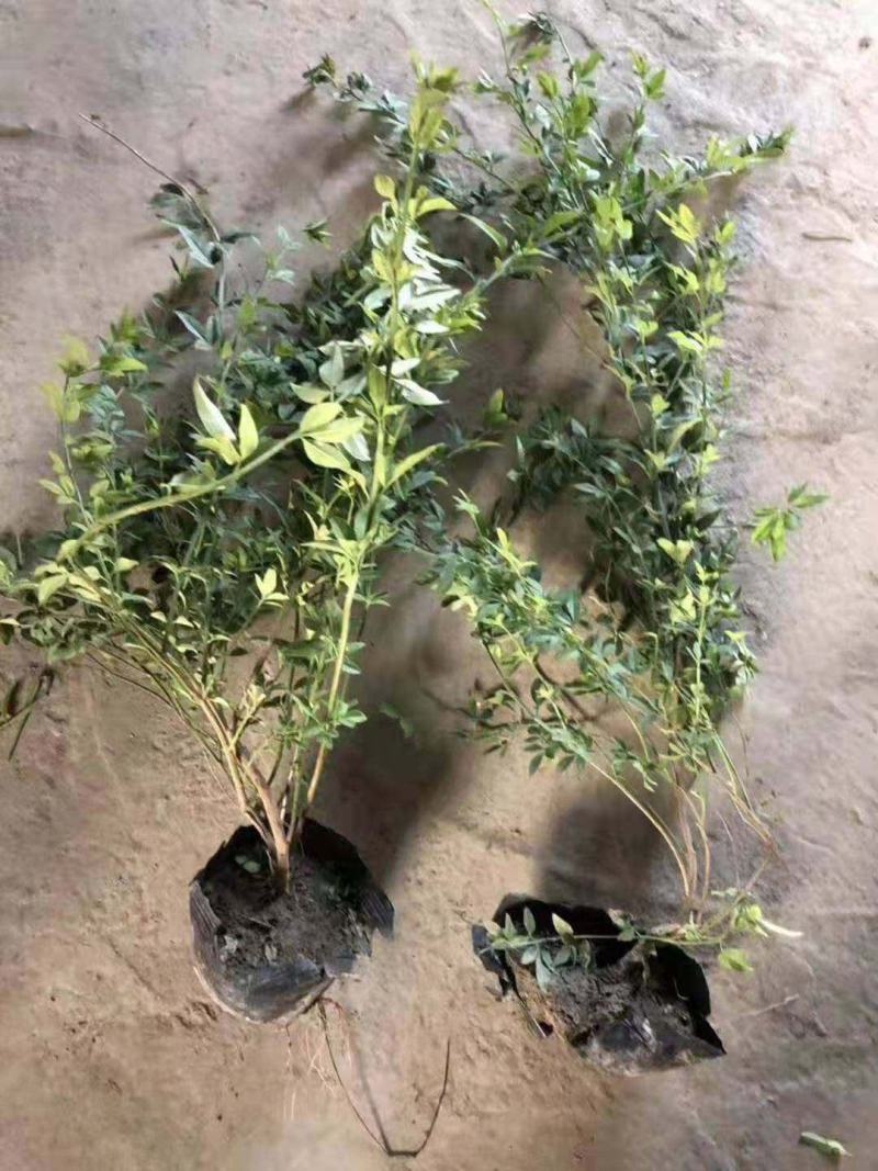 迎春花，产地直销量大从优品种齐全包成活包技术